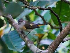 American Redstart