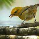 Paruline flavescente