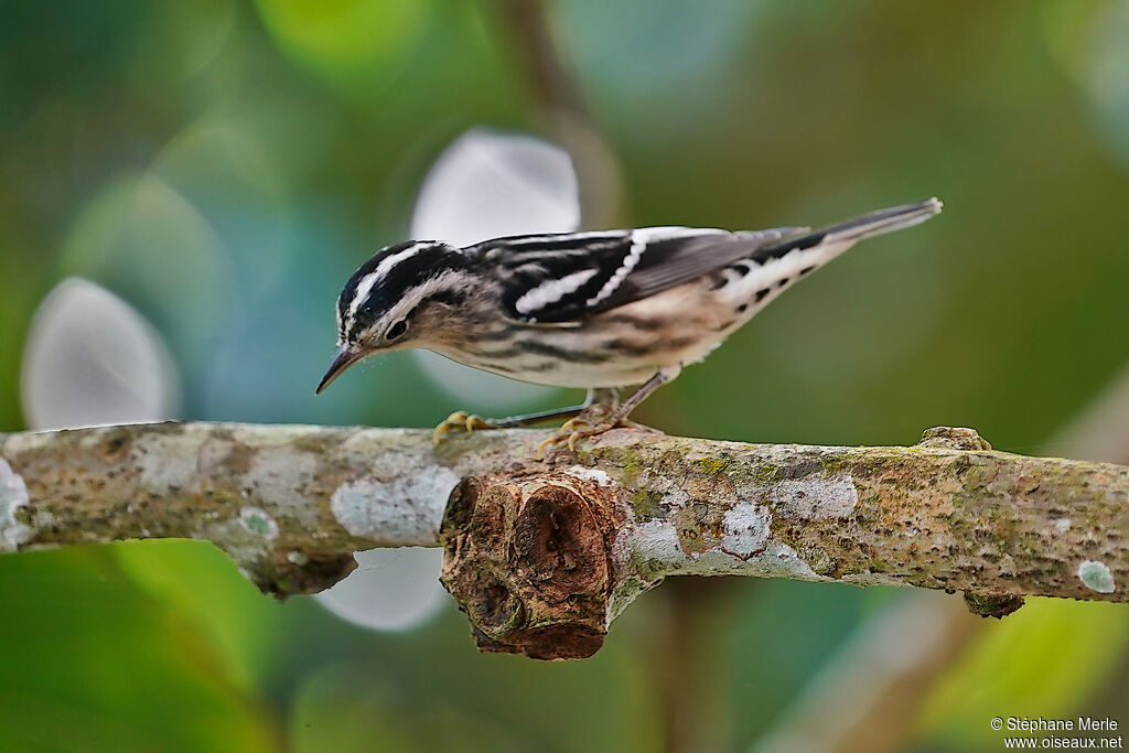 Paruline noir et blancadulte