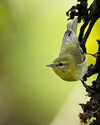 Tennessee Warbler