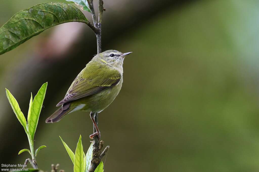 Tennessee Warbler male Second year, identification