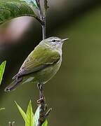 Tennessee Warbler