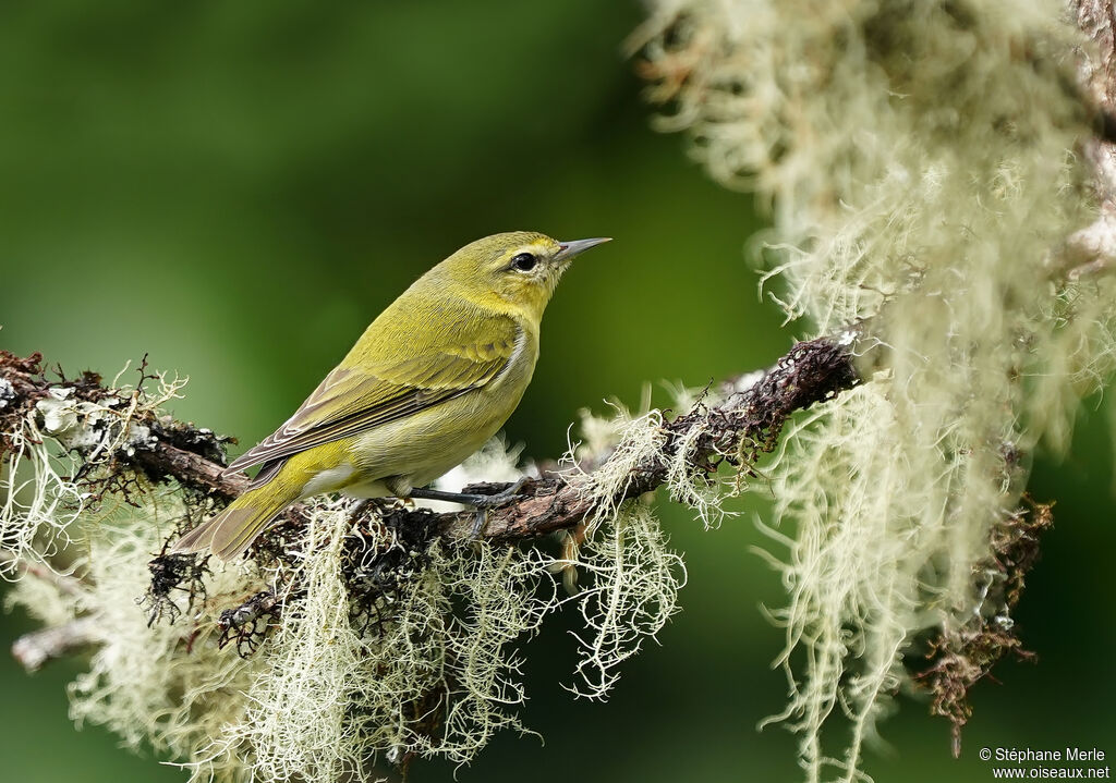 Paruline obscureadulte