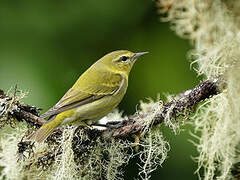 Tennessee Warbler