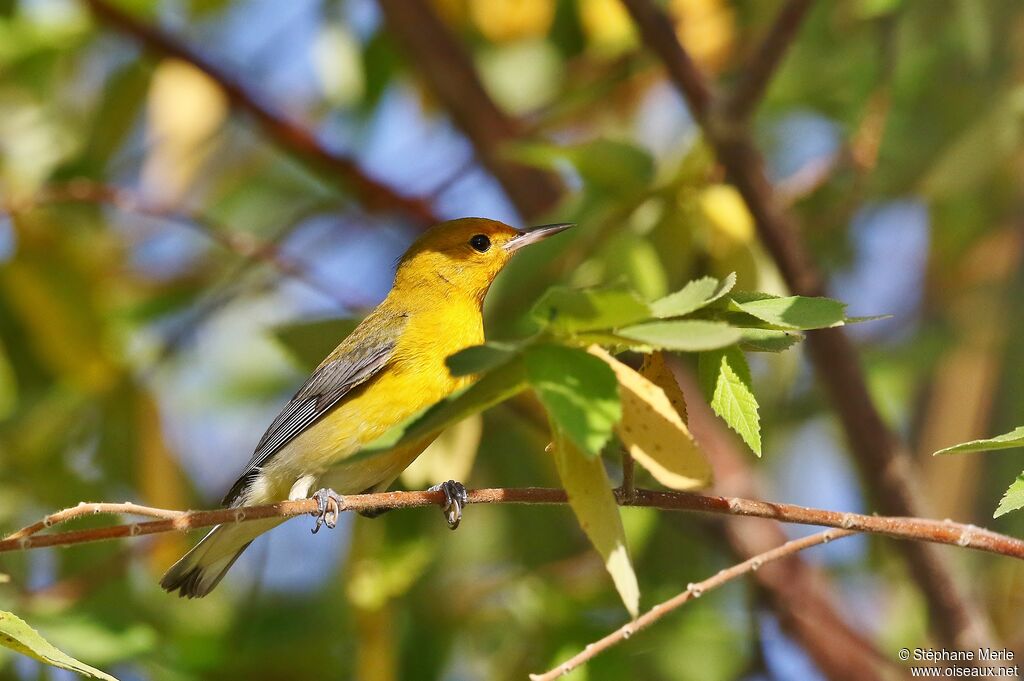 Prothonotary Warbler