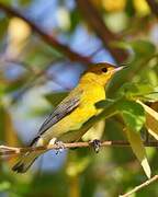 Prothonotary Warbler