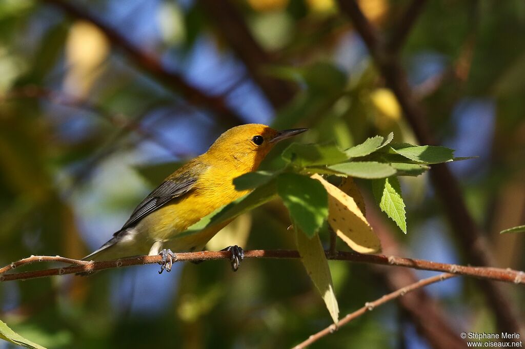 Prothonotary Warbler