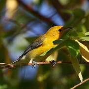 Prothonotary Warbler