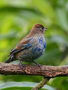 Indigo Bunting