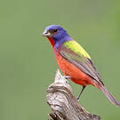 Passerin nonpareil