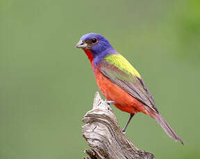 Passerin nonpareil
