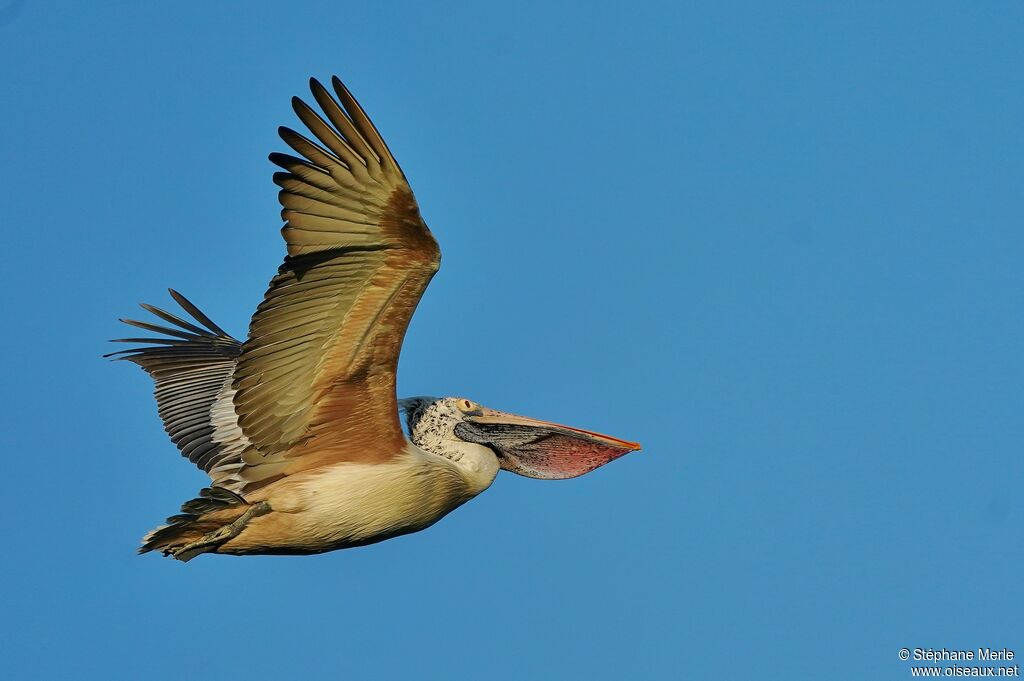 Spot-billed Pelicanadult