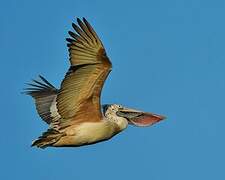 Spot-billed Pelican