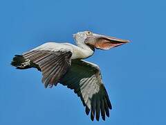 Spot-billed Pelican