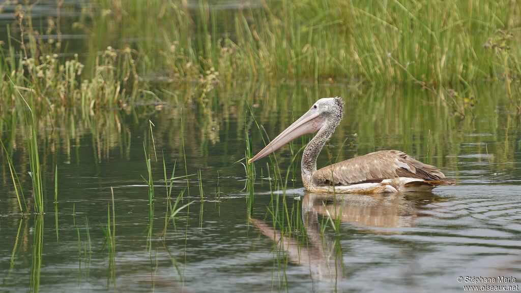 Spot-billed Pelicanadult