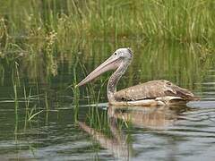 Spot-billed Pelican