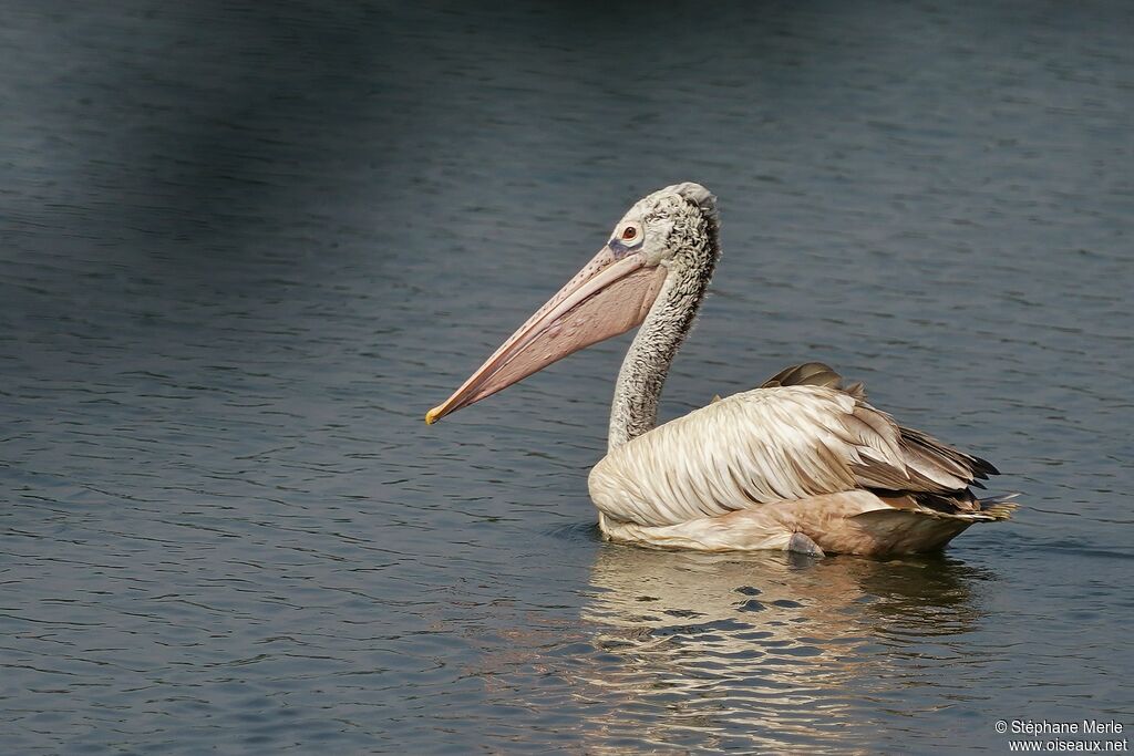 Spot-billed Pelicanadult