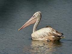 Spot-billed Pelican