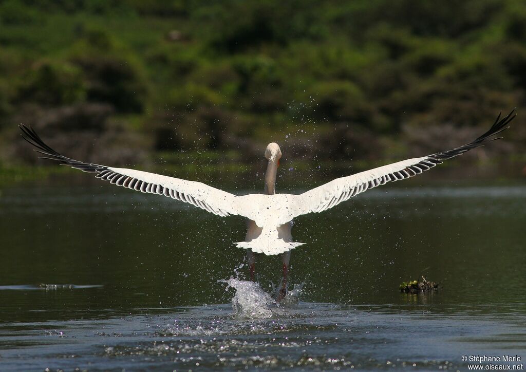 Great White Pelicanadult