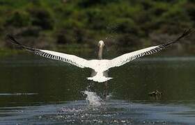 Great White Pelican