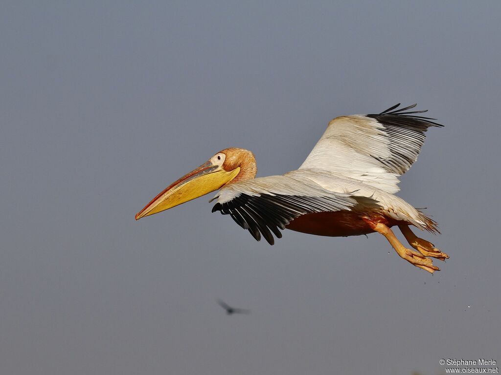 Great White Pelicanadult