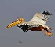 Great White Pelican