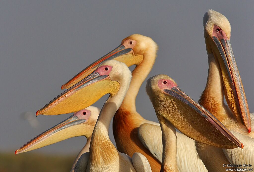 Great White Pelican