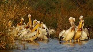 Great White Pelican