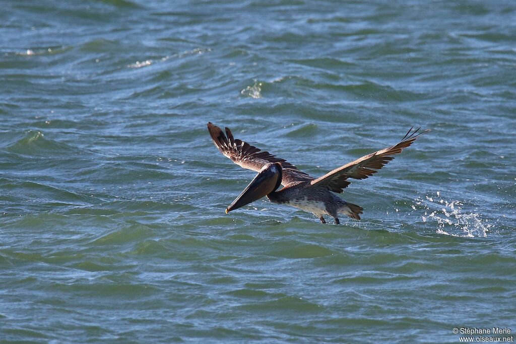 Brown Pelican