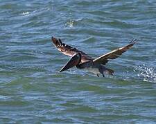 Brown Pelican