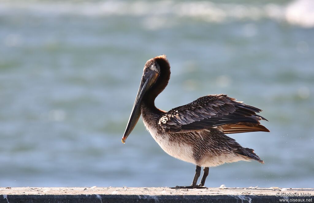 Brown Pelican