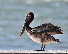 Brown Pelican