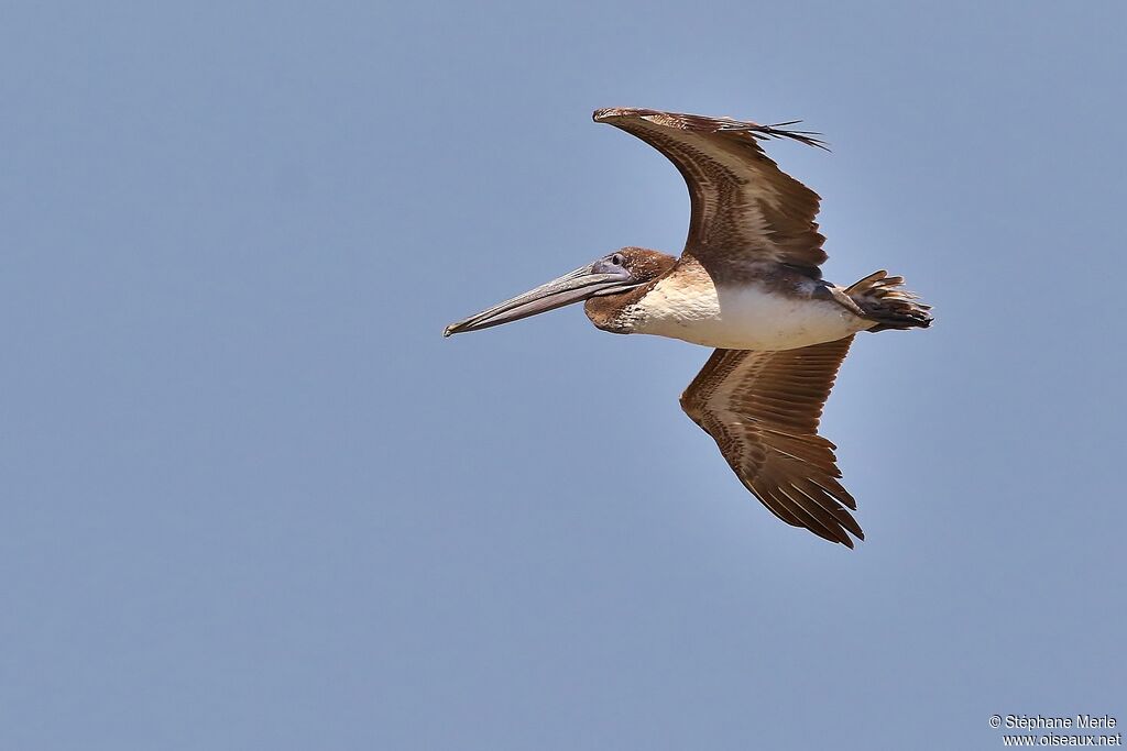 Brown Pelicanadult