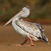 Pink-backed Pelican