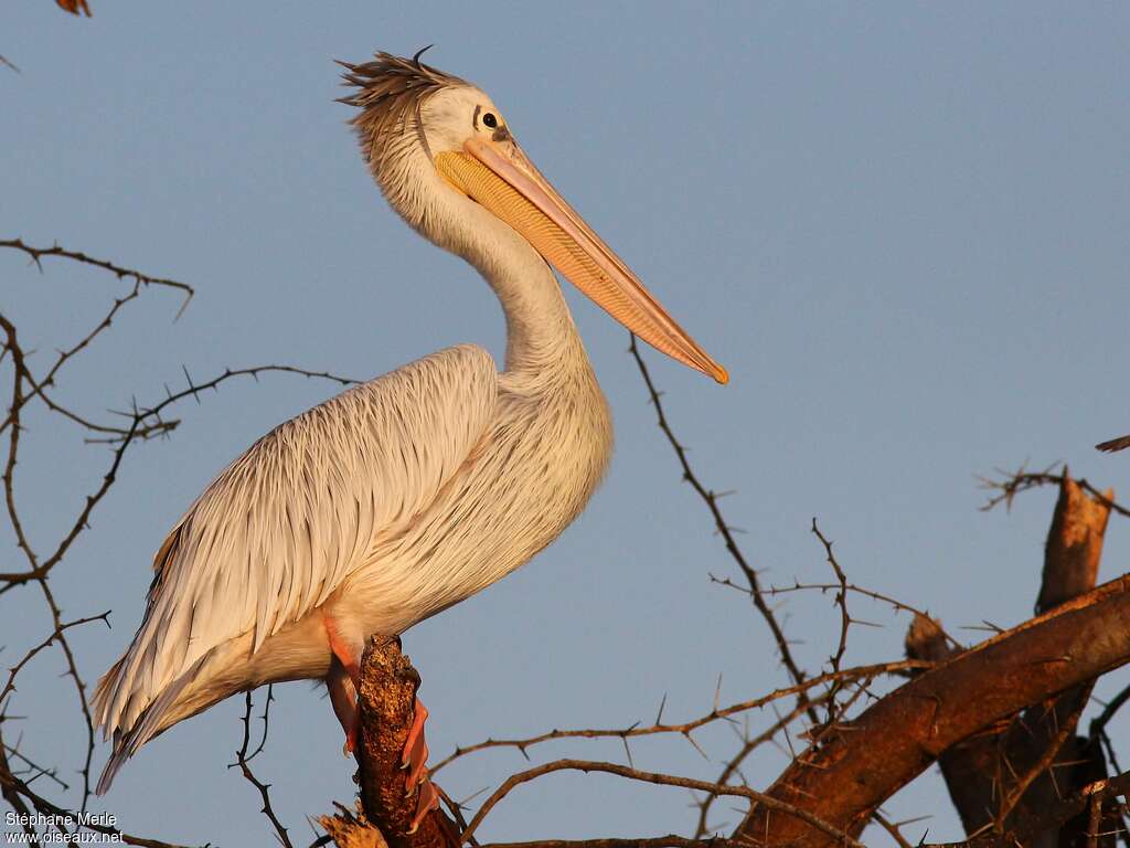 Pink-backed Pelicanadult breeding, identification