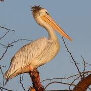 Pink-backed Pelican