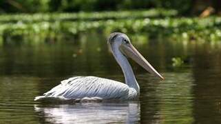 Pink-backed Pelican