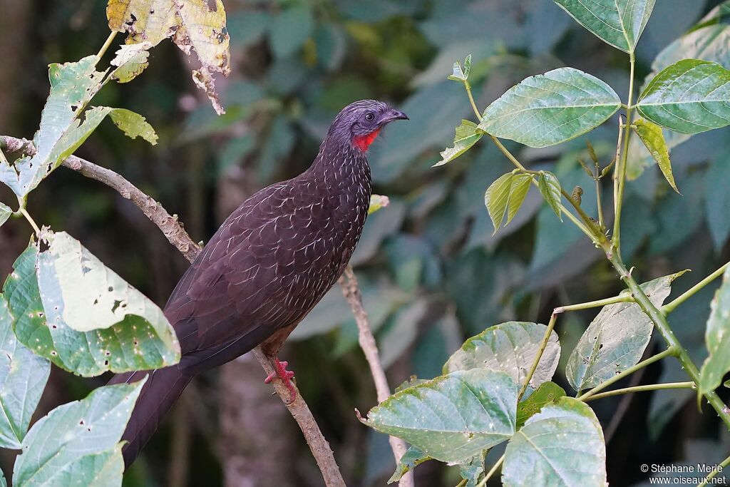 Band-tailed Guanadult