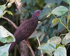 Band-tailed Guan