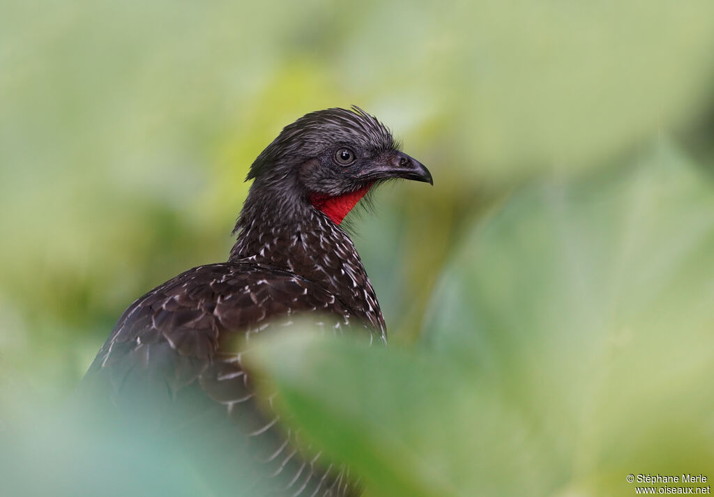 Band-tailed Guanadult