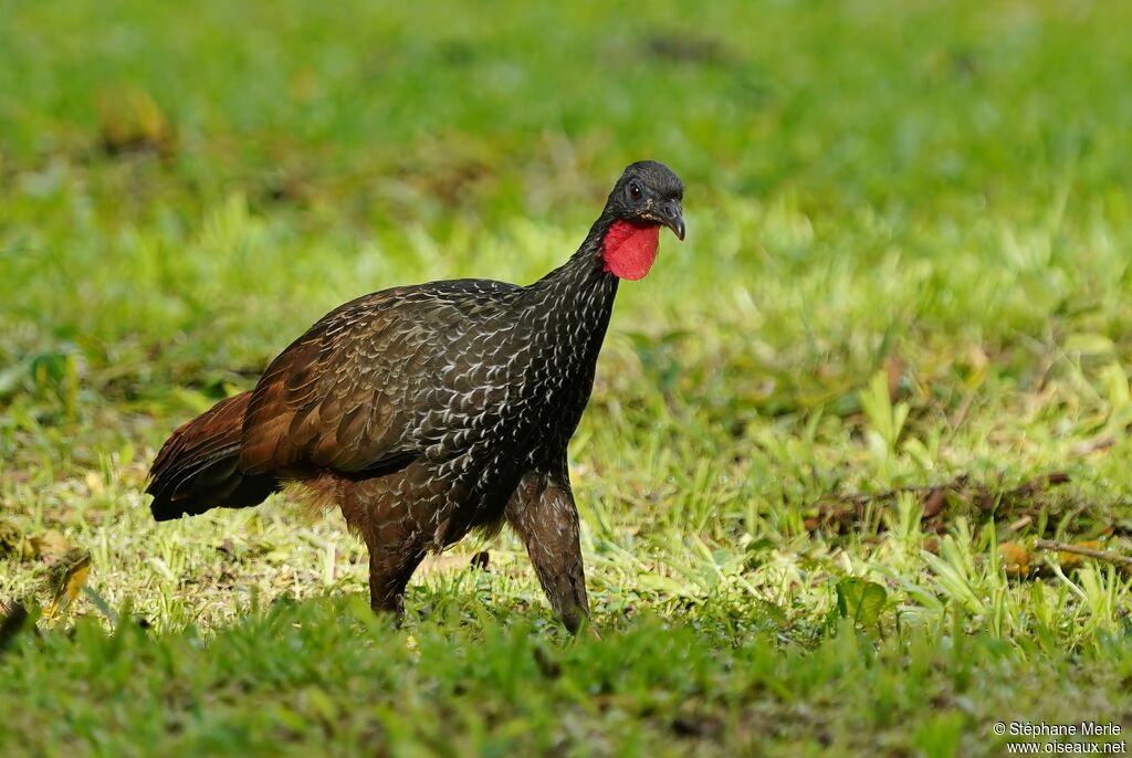 Cauca Guanadult