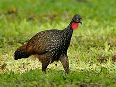 Cauca Guan