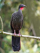 Cauca Guan