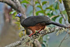 Sickle-winged Guan