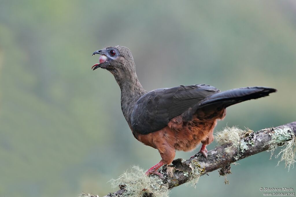 Sickle-winged Guanadult