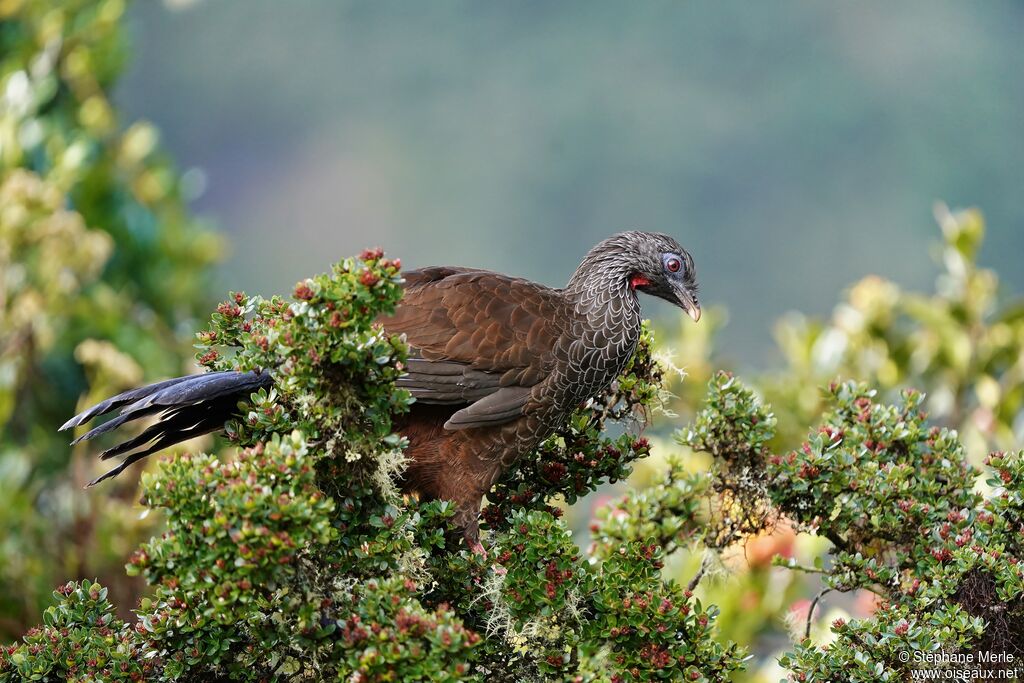 Andean Guanadult