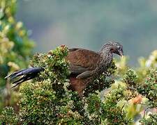 Andean Guan