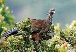 Andean Guan