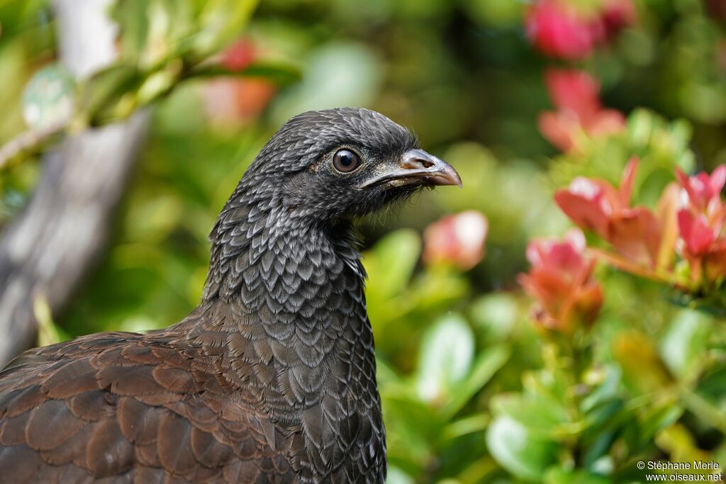 Andean Guan