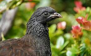 Andean Guan